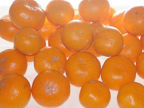 【訳あり】小傷皮汚れみかんSML混合糖度9度5kg