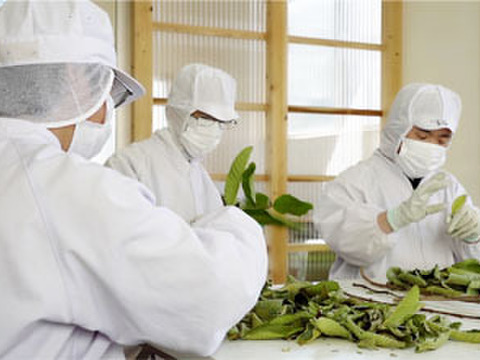 苦みや渋みがなく上品でやさしい味と好評♪【有機土佐國グァバ茶】ノンカフェイン高知県南国市の有機認証自家農園で農薬・肥料・除草剤一切不使用で自然栽培‼植物由来のソイロンテトラティーバッグ♪5包入り