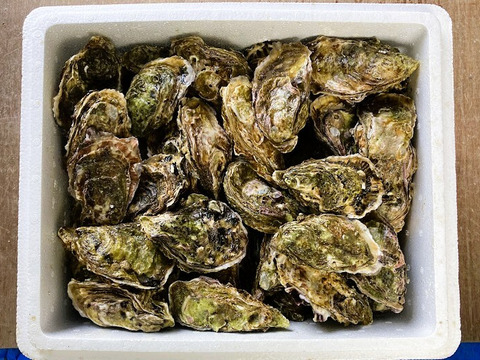 訳あり小粒　殻付牡蠣　　能登産　　約 12 kg（約100～130個)   加熱用