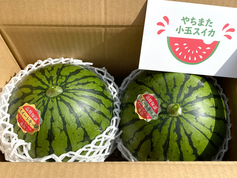 【令和3年初出荷・先行受付割引】甘さに自信あり『シャリじゅるっ!』の小玉スイカ2個セット
