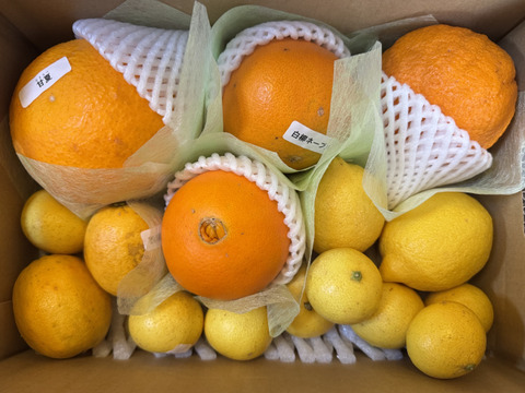 仲屋の柑橘●種 食べ比べセット 2kg 仲屋 海瀬農園  バラエティセット 国産白柳ネーブルや国産レモンなど 希少品種含む 詰め合わせ！