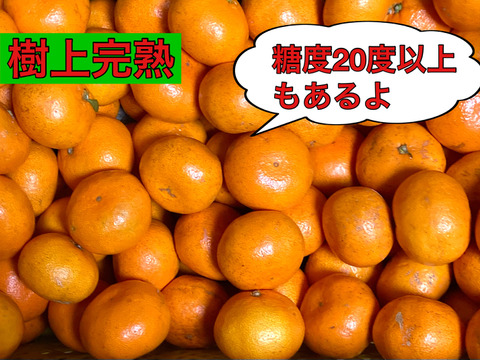 【樹上完熟・濃厚・絶品】糖度16度以上『プレミアム興津早生みかん』　３kg