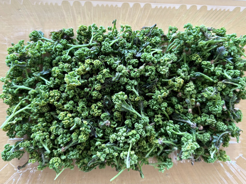 花山椒最後のため特価！気品ある香り！30g （美山産 栽培期間中農薬不使用）＊5月15日午後３時までに発注で5月16日着可能地域のみ対応。＊配達時間指定はご希望にお応えできます。