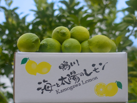 【食べて実感！まろやかな酸味】農薬最小限の鴨川レモン 秀品3kg