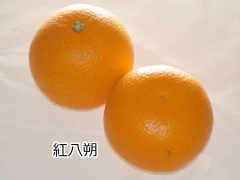 【今が旬】4種柑橘食べくらべセット(糖度11～13度)3Kg和歌山産