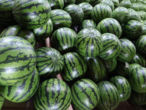 まえだの大玉すいか６～７kg　金色羅皇