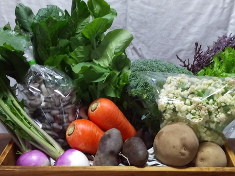 千葉の旬野菜おまかせセット(6～7品目)　※農薬・化学肥料不使用