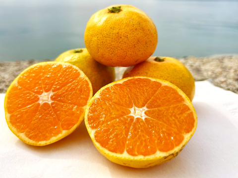 【 小玉 高糖度！！】瀬戸内海の太陽の恵みがつまった！訳アリ 小玉極早生みかん5kg　目の前が海！の畑　離島の日当たり良好の園地で 栄養たっぷりに育ったみかん✨