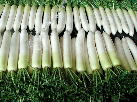 大根 Mサイズ 24本