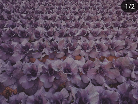 ミニ紫キャベツ　３キロ