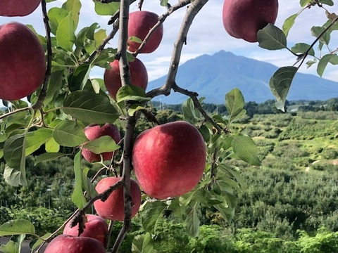 ほのか（早生ふじ）🍎家庭用約4.5Kg🍎青森県産　数量限定