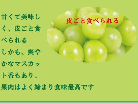 家庭用　岡山県産　種なし　シャインマスカット 2~3房　約１.3キロ Sh1.3