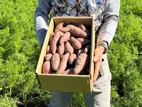 掘りたてでもおいしい！【さつま紅はるか】元気にスタート！かごしまのさつまいもはそのやま農園　“さつま紅はるか”　使い勝手の良いML品  掘りたてでもおいしい→貯蔵して超絶おいしい！5ｋｇ　有機ＪＡＳ