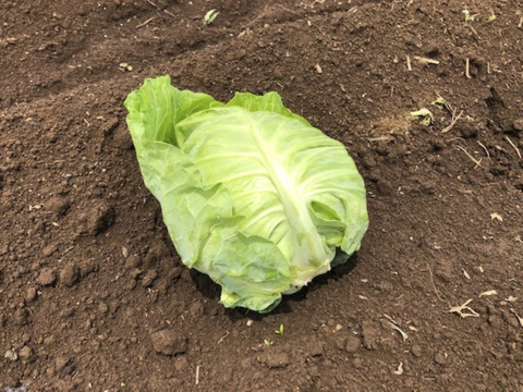 2〜4名様向けセット／野菜5〜7種＋加工品