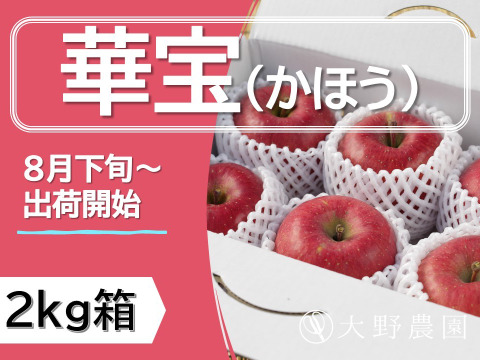 りんご  華宝（かほう） 早生品種なのに超高クオリティー5希少りんご！8～5個（2kg程度）