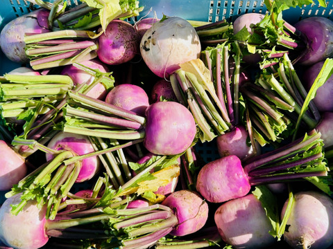 自家畑ハーブ入り「あやめかぶのピクルス」