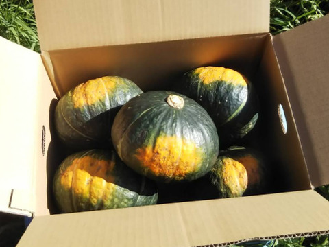 【北海道十勝産】ホクホクかぼちゃ大きめサイズ5~6玉（10kg以上）