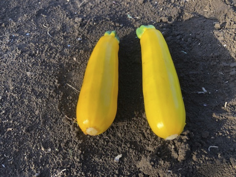 2〜4名様向けセット／野菜5〜7種＋加工品