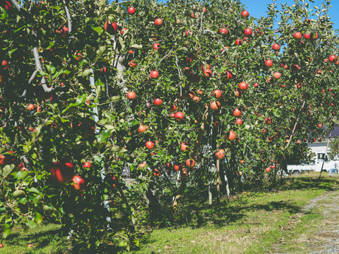 じゅわっと甘い！【シナノスイート】10Kg （20～28玉）