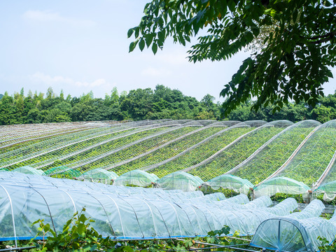 【8月中旬～、北海道、沖縄、離島のお客様はコチラ】たっぷり入って大満足！ シャインマスカット摘み落とし粒 1キロ 1kg