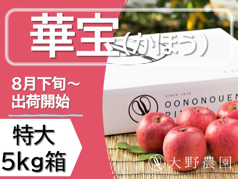 【りんご：華宝（かほう）】早生品種なのに超高クオリティーな希少りんご！20～10個程度（5kg程度）