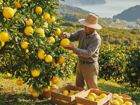【幻の希少柑橘】スイートスプリングお試し１ｋｇ ご家庭用 農薬不使用 自然栽培 愛媛県産