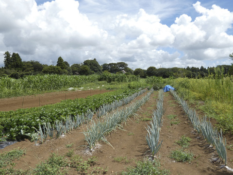 1名様向けセット／野菜4〜6種