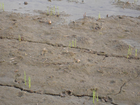 令和７年新米「はるみ」10Kg 　先着5名様限定　特別栽培米　冷めても美味しい