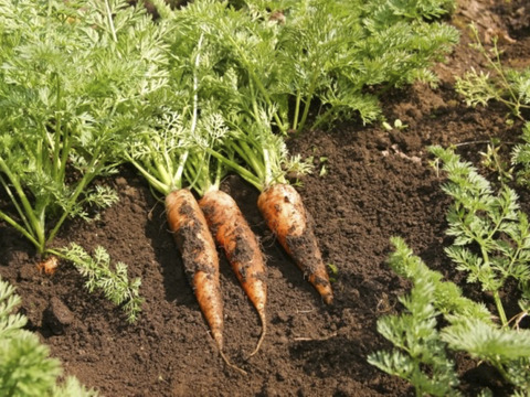 2〜4名様向けセット／野菜5〜7種＋加工品