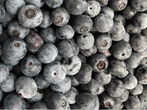 【完熟した実を選りすぐり】冷凍ブルーベリー 1kg【CO2削減に貢献する農法】