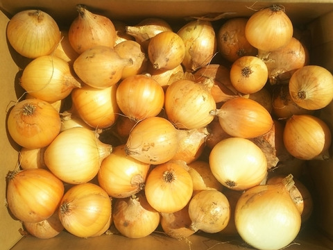 リピーター様限定