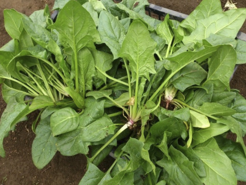 2〜4名様向けセット／野菜5〜7種＋加工品