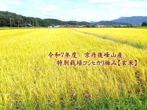【玄米】【令和7年・新米予約】♣️農家の忘れられない味🌾　コシヒカリ「極み」希少米‼京都・京丹後峰山産　特別栽培米3kg
