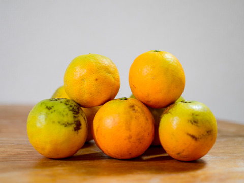 ［1.5kg］美味しさがギュッと詰まった小玉バレンシアオレンジ（訳あり）