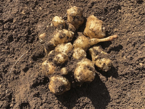 1名様向けセット／野菜4〜6種