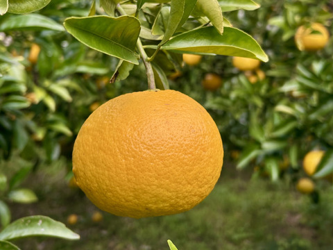 ジューシー！自然農の甘夏と紅甘夏　食べ比べ　8kg