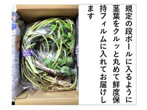 セリ＜約200g＞ ギシッとした歯応え、土耕特有の香りと辛み！【冬ギフト】