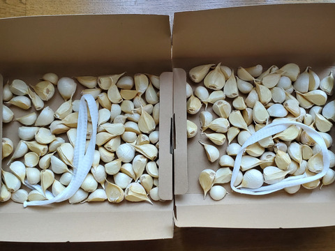 【わけあり品】青森県産ホワイト六片種にんにく バラ 1kg(500g×2箱)【高糖度】