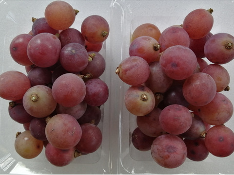 🦺希少品種🍇天候被害SOS🦺　　
　　　　　　　　🌿果汁タップリ🔴紅伊豆🌿　
　　 　　　　　【訳アリ紅伊豆の粒/約450g×2P程度】