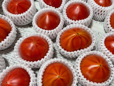 【2箱】弾ける旨味・甘み！【ト・マーレ】禁断の濃密さ 800g×２