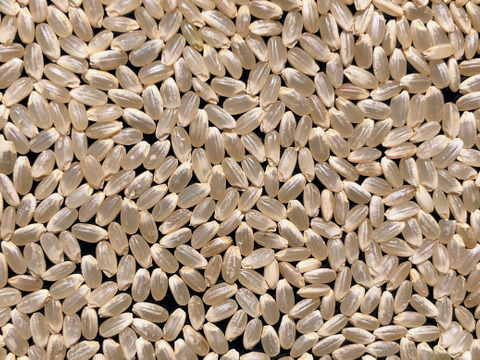 【令和７年産新米】【 農薬不使用・化学肥料不使用のお米 】特別栽培米ゆうだい２１ ５キロ玄米