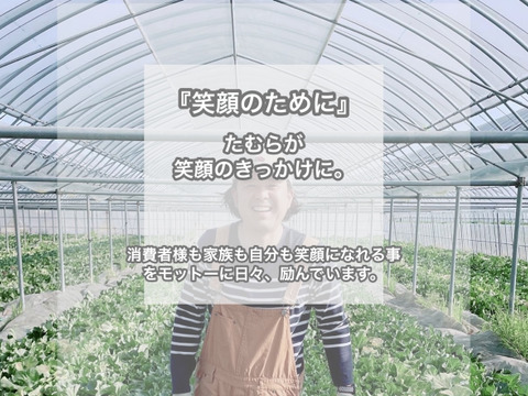 【数量限定くまモンBOX】スパルタ栽培のミニトマト・約1ｋｇ