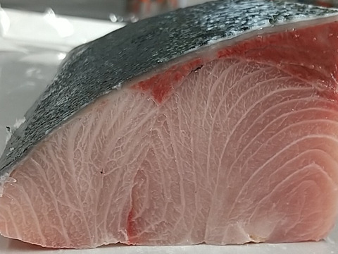 【確認事項注意】厳選活〆寒ブリ　7kg～8kgサイズ　脂肪分15％