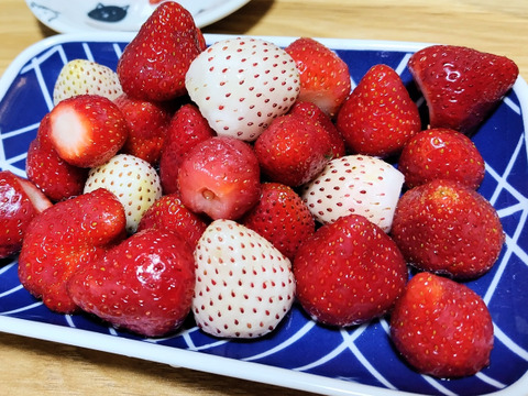 完熟甘々いちごバラ詰め秀品900ｇ（佐賀県産よつぼし・いちごさん・おいCベリー・ベリーホップすず・真紅の美鈴のいづれかミックス）