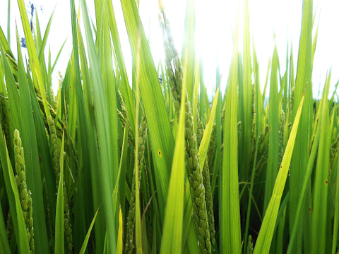 新潟産【こしひかり】1㎏×2袋と【新之助】1㎏×1袋と【恋の予感】1㎏×1袋の3品種で4袋と【縁結び】300ｇ×1袋と【ひとめぼれ】300ｇ×1袋の合計6袋での4.6㎏です