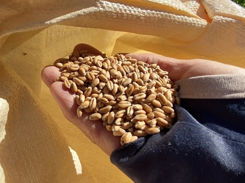 【自然栽培🍀中薄力小麦粉『農林61号』1kg】昔ながらの豊かな小麦の風味をお楽しみください