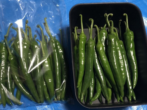 クール便】辛さ薫る 激辛青唐辛子 2kg：熊本県産のその他唐辛子