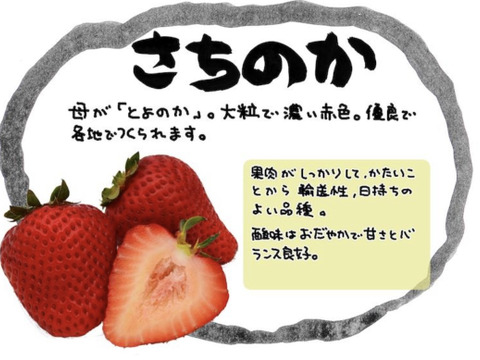 贈答用岡山県産さちのか➕岡山県ブランド品種晴苺：岡山県産の