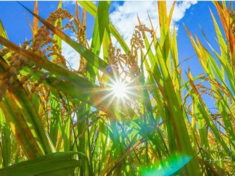 【福袋】🎍売れ切れ御免‼️限定100セット🎯令和7年新潟県五泉市四ケ村産 ✨️三種の神米食べ比べセット🌾🎯コシヒカリ、新之助、いのちの壱。各2kg入  ×3  🍚6kg白米 福袋限定商品✨️