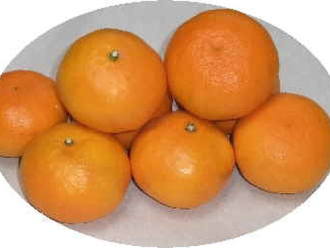 濃厚果汁！南津海（なつみ）贈答用3Kg